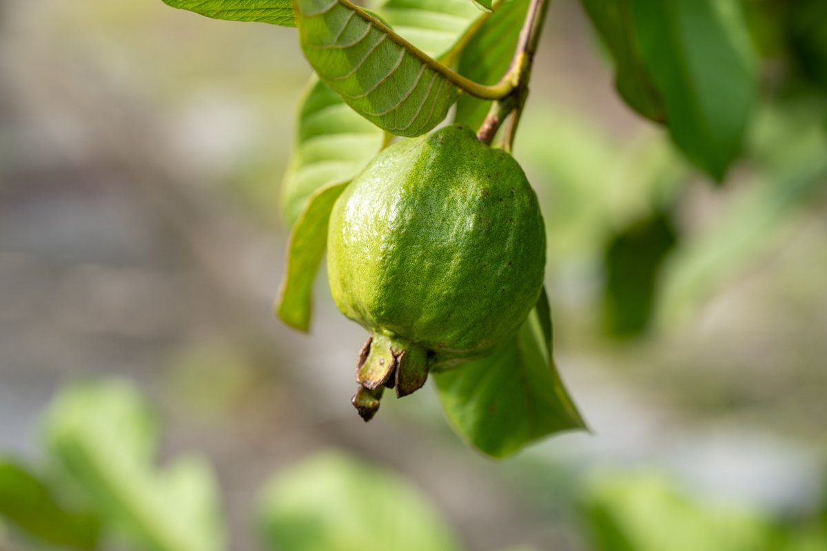Chá de folha de goiaba