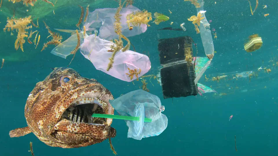 consequências dos microplásticos nos oceanos