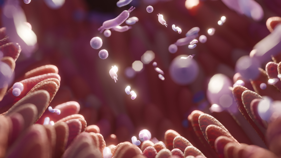 probióticos salvam intestino