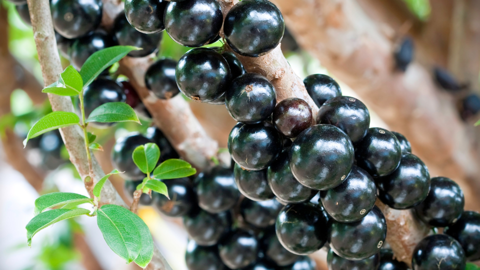 Estudo revela que jabuticaba pode ser aliada no combate à fome e no impulso cerebral