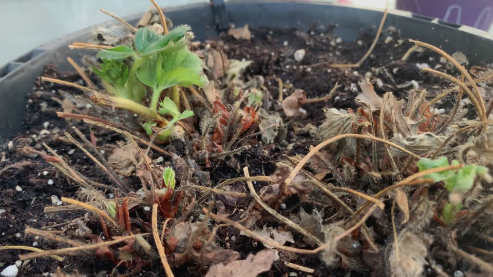 morte súbita de plantas,